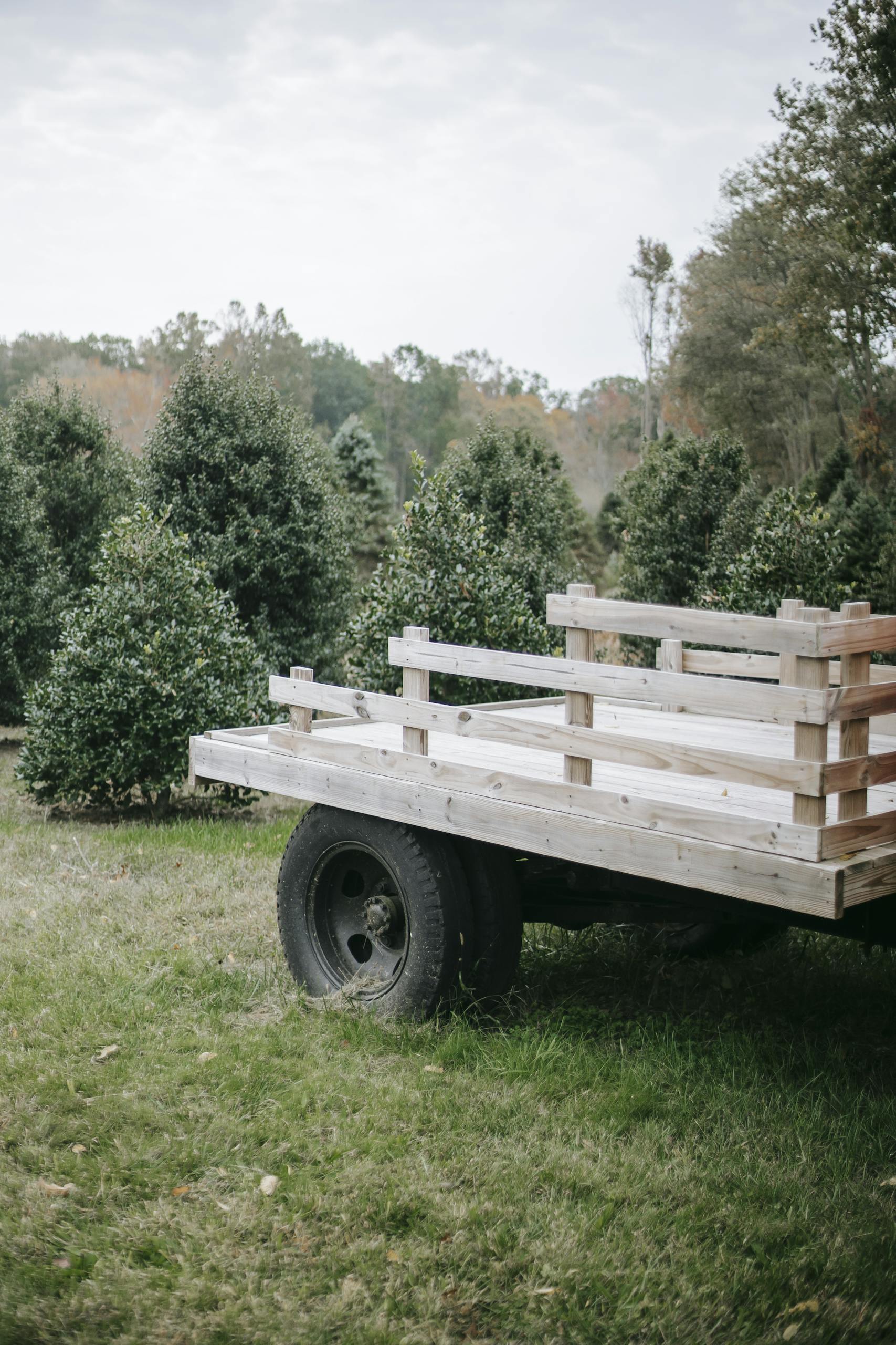 Lumber carriage on fir tree farm